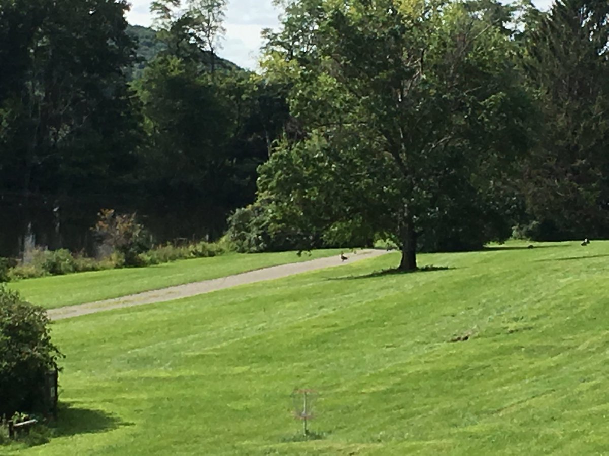Why did the goose cross the road? Because she was so excited to begin another year on this beautiful Kildonan #campus! We can’t wait to ring in the #2018-2019 #school year! #ld #dyslexia