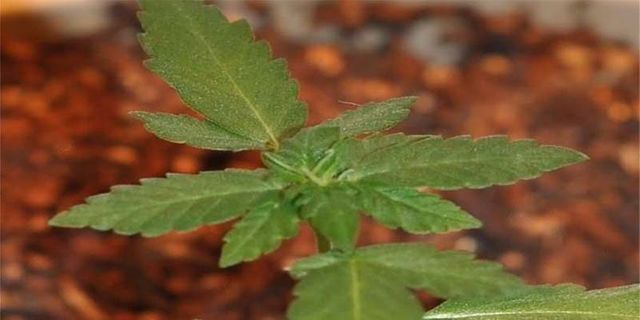 How To Grow Just One Marijuana Plant At Home - bit.ly/2Mqsl3K