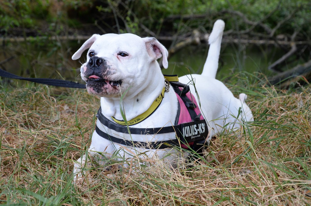 DT_Kenilworth's tweet photo. Snow is quite glad they didn't choose this picture for her story in the @MetroUK @leamcourier @covobservernews @LondonEconomic #dogstrust #dtkenilworth #dogstrustkenilworth #adoptdontshop #americanbulldog #abd #photoshoot #notmygoodside https://t.co/sCKhpREPfL