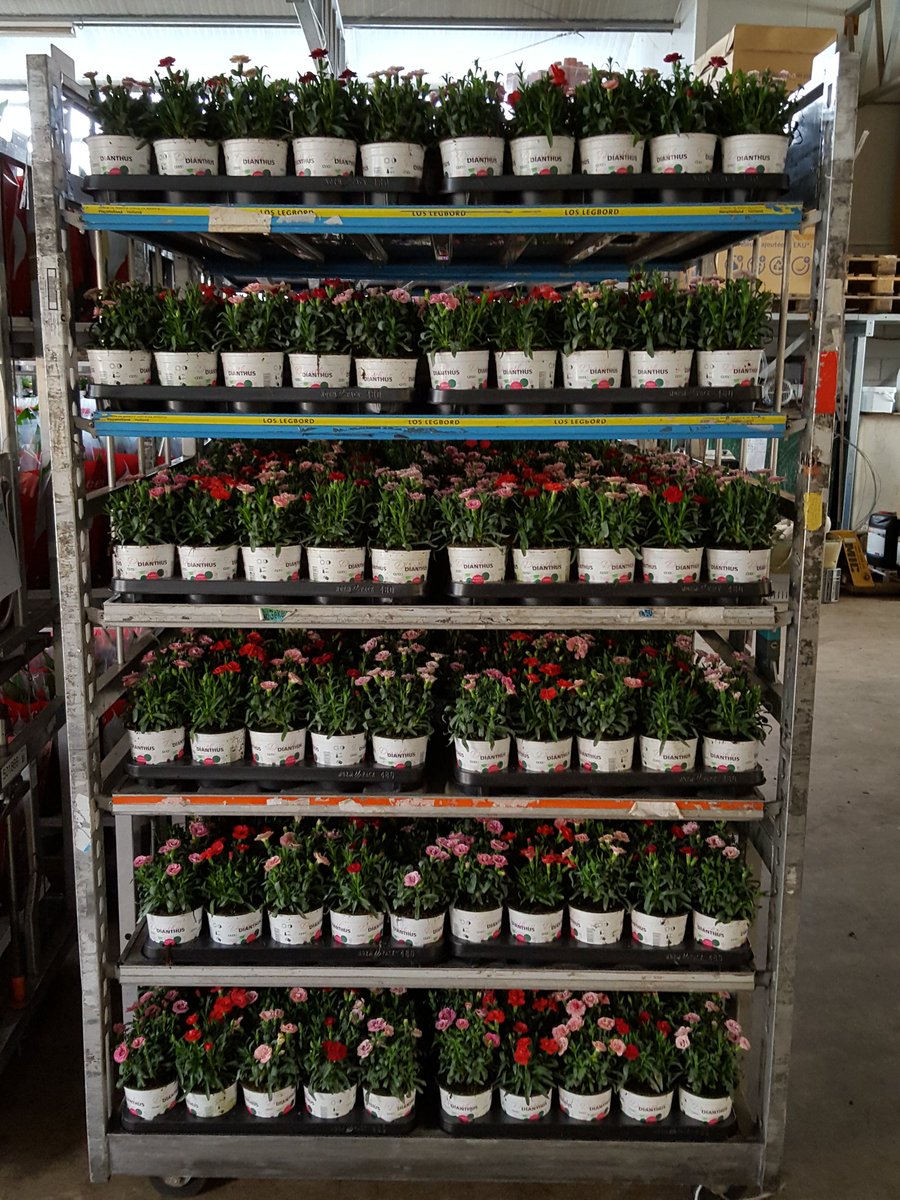 Morgen op de klok en vanavond al op <a href="/FloraMondo/">FloraMondo</a>  Spath13 Dianthus12 Drac17!!! Breed assortiment!