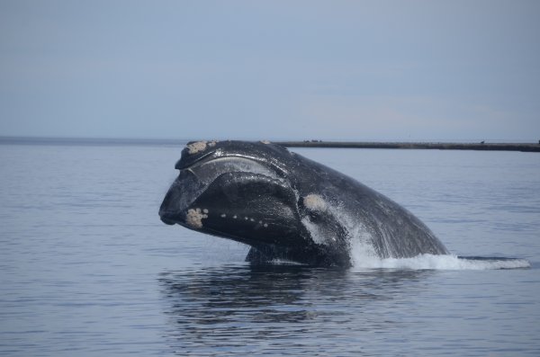 TitoBottazzi's tweet photo. Se termina el finde largo, pero las 🐳🐳🐳 siguen sorprendiéndonos. NO te quedes sin lugar, reserva en: https://t.co/A0s16XSPPf
📷Hernán Romero
#avistaje #whalewatch #NaturalezaSinLímites #Chubut #Península #Patagonia #SouthernRightWhale  #momentopirámides #turismo ##Argentina https://t.co/5ZAscmaCoW