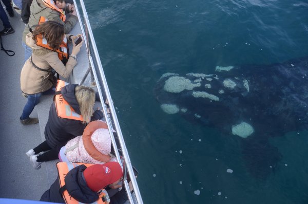 TitoBottazzi's tweet photo. Se termina el finde largo, pero las 🐳🐳🐳 siguen sorprendiéndonos. NO te quedes sin lugar, reserva en: https://t.co/A0s16XSPPf
📷Hernán Romero
#avistaje #whalewatch #NaturalezaSinLímites #Chubut #Península #Patagonia #SouthernRightWhale  #momentopirámides #turismo ##Argentina https://t.co/5ZAscmaCoW