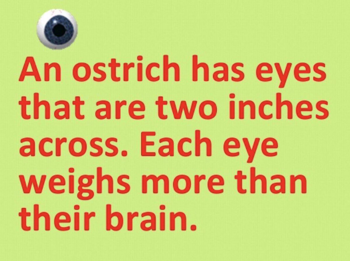InViewOpticians's tweet image. Did you know? 
An Ostrich has eyes that are two inches across and weighs more than their brain? 
#BelmontCircle #Harrow