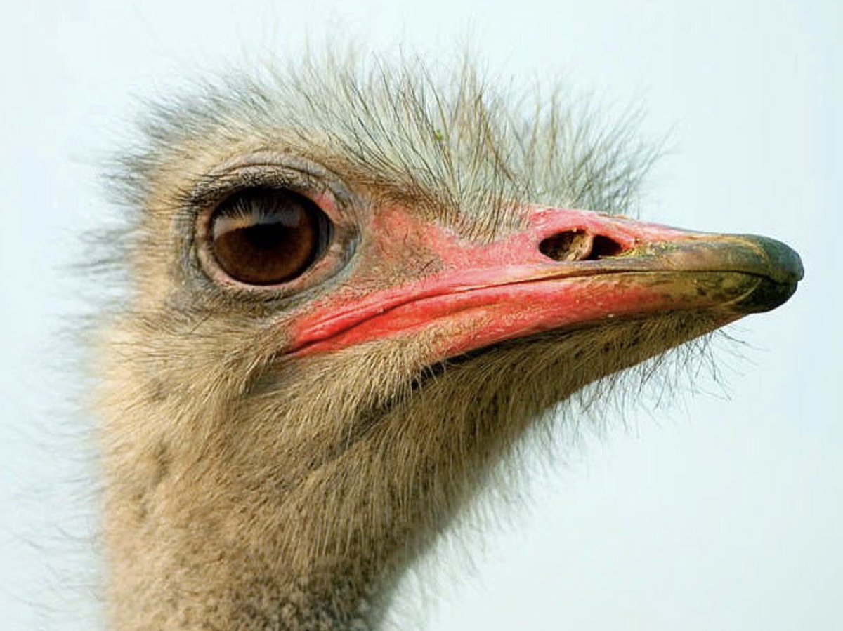 InViewOpticians's tweet image. Did you know? 
An Ostrich has eyes that are two inches across and weighs more than their brain? 
#BelmontCircle #Harrow