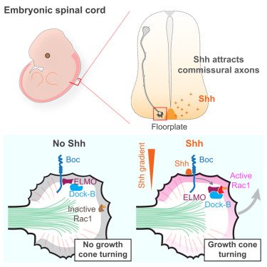 cell polarity 1 biological role