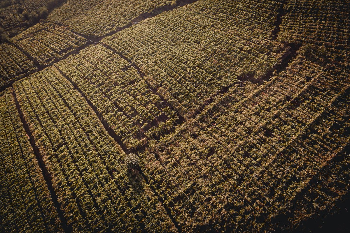 Aerial view of Monte Grande cru.
#prawines
