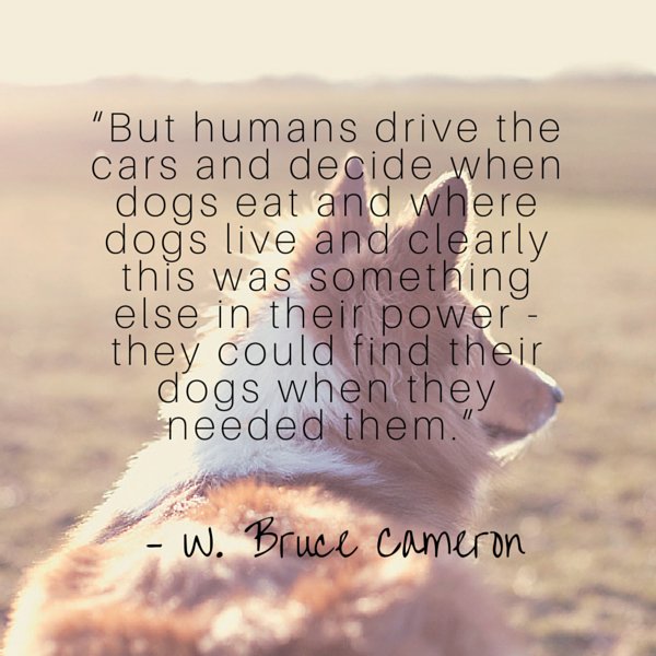 GFarmstead's tweet photo. “But humans drive the cars and decide when dogs eat and where dogs live and clearly this was something else in their power – they could find their dogs when they needed them.” – W. Bruce Cameron https://t.co/dYKoJbDRSe