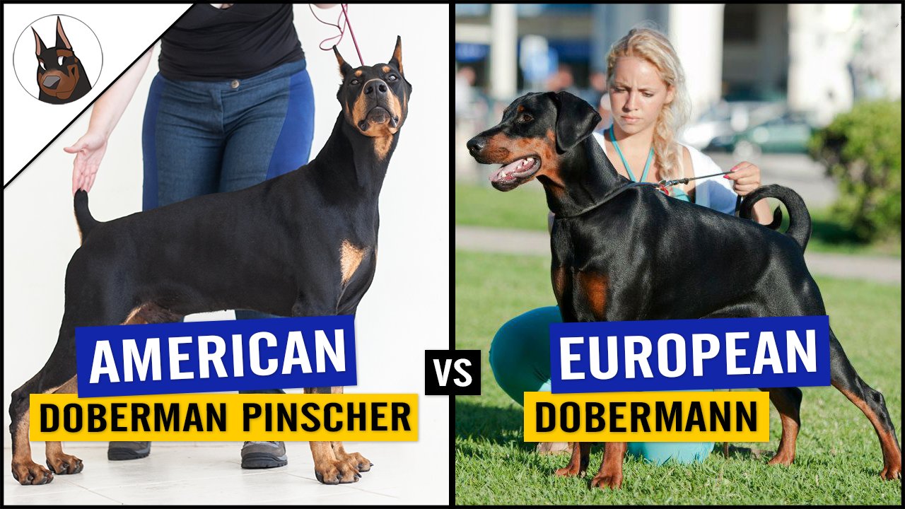 American doberman dog 2025