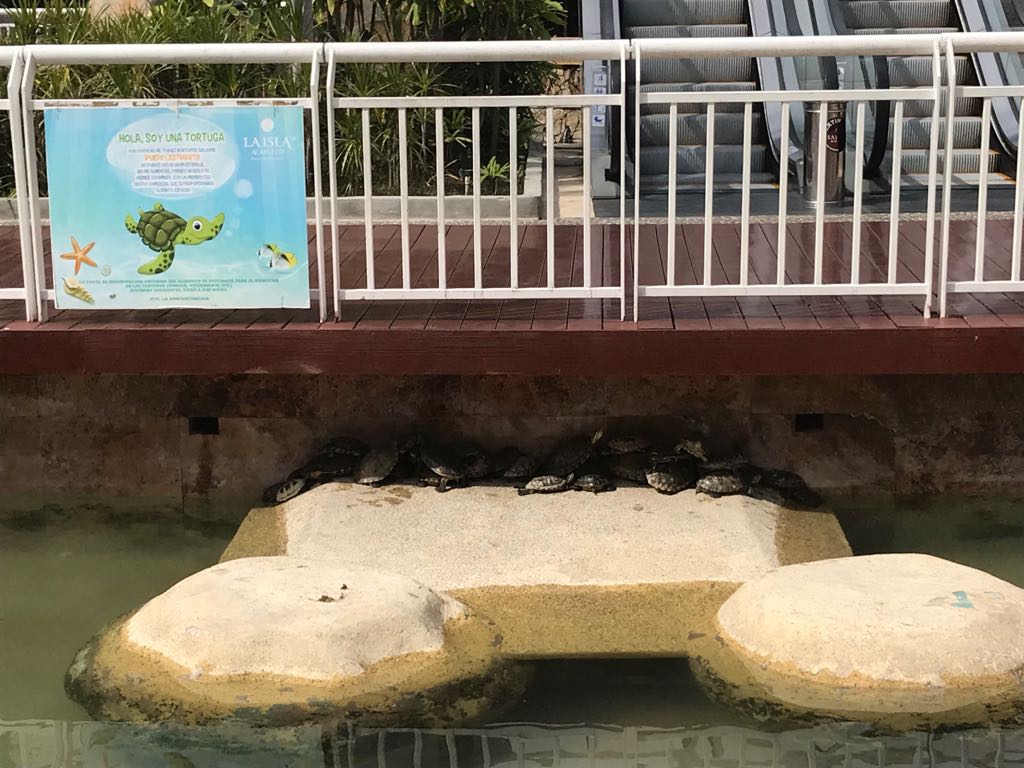 emilianarod's tweet photo. @LaIslaAcapulco es una crueldad que tengan sin casi espacio de sombra, con poca agua y en estas condiciones a las #tortugas 😡 https://t.co/Hld4x0cn5O