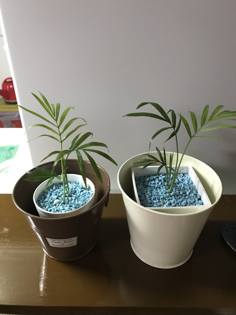 植物とかつぶやくアカウント 227r6f9jshowps0 Twitter