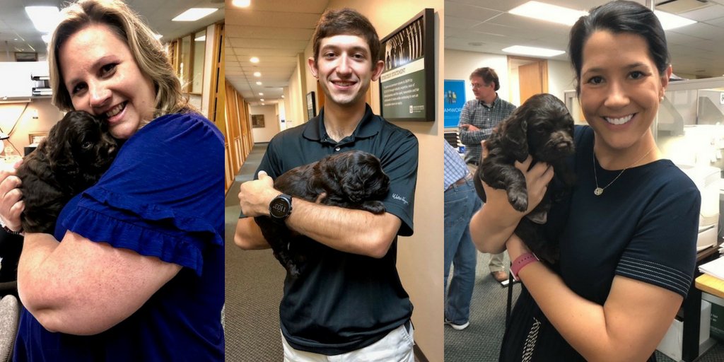 BerkIndComp's tweet image. We had some very special visitors in our office last week. These 4 week old pups belong to one of our team members and they brought so much joy to our team! #AMIGSafetyFirst #EmployeeFun