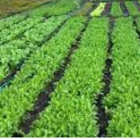 agro_allied's tweet photo. #NewProfilePic https://t.co/tSSyEszEwK