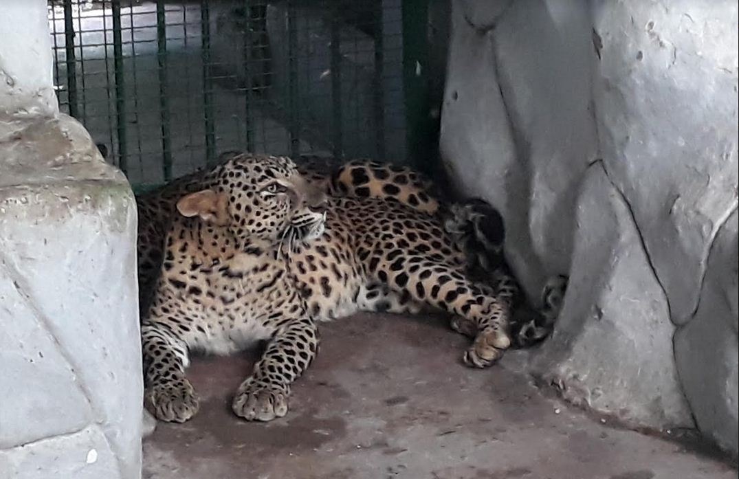 Kankariya zoo gets 6 leopards from Lion-Tiger Reserve of Karnataka |  DeshGujarat
