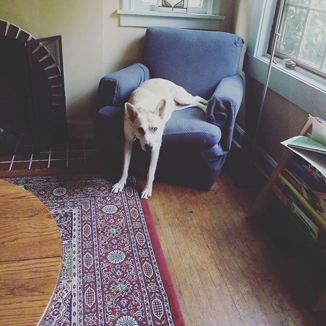 Wordstrumpet's tweet photo. No, he's not weird. Dont they all relax like this? #dog #dogsofinstagram #crazycanine https://t.co/ozNoMODZCU