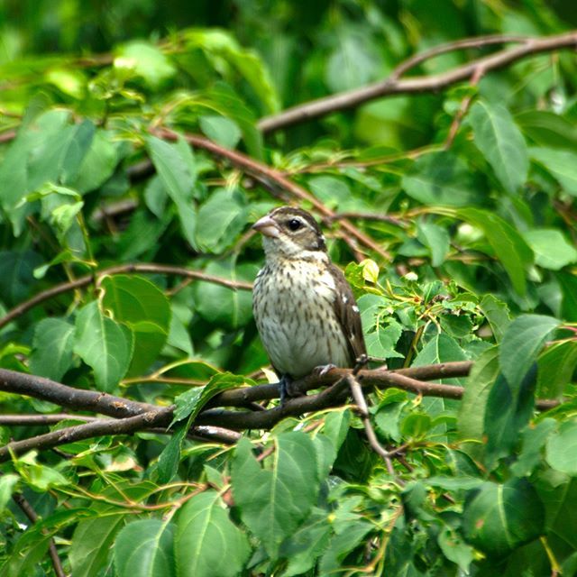 thingsys's tweet photo. Grosebeak
#canada #animals #nature #naturephotography #jsphoto #bird #birding #birdingphotography https://t.co/ETicYV4pgy