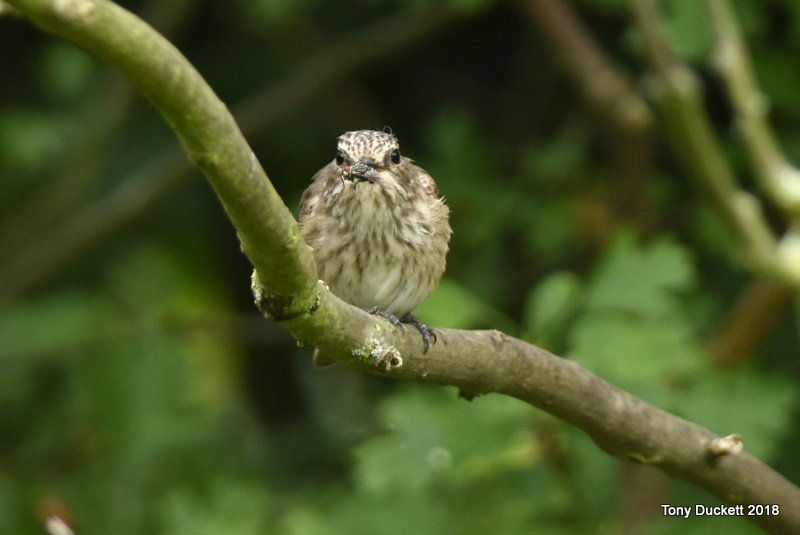 parkbirdslondon's tweet photo. After our early morning walk I was off to Richmond Park, not returning until after 3.00pm, hopefully any new birds would hang around. No new birds but the #SpottedFly in area 39 showed well. Normal poses in this tweet.
#londonbirds #LBCbn #birding #birds #birdphotography https://t.co/UXxInuO6wM