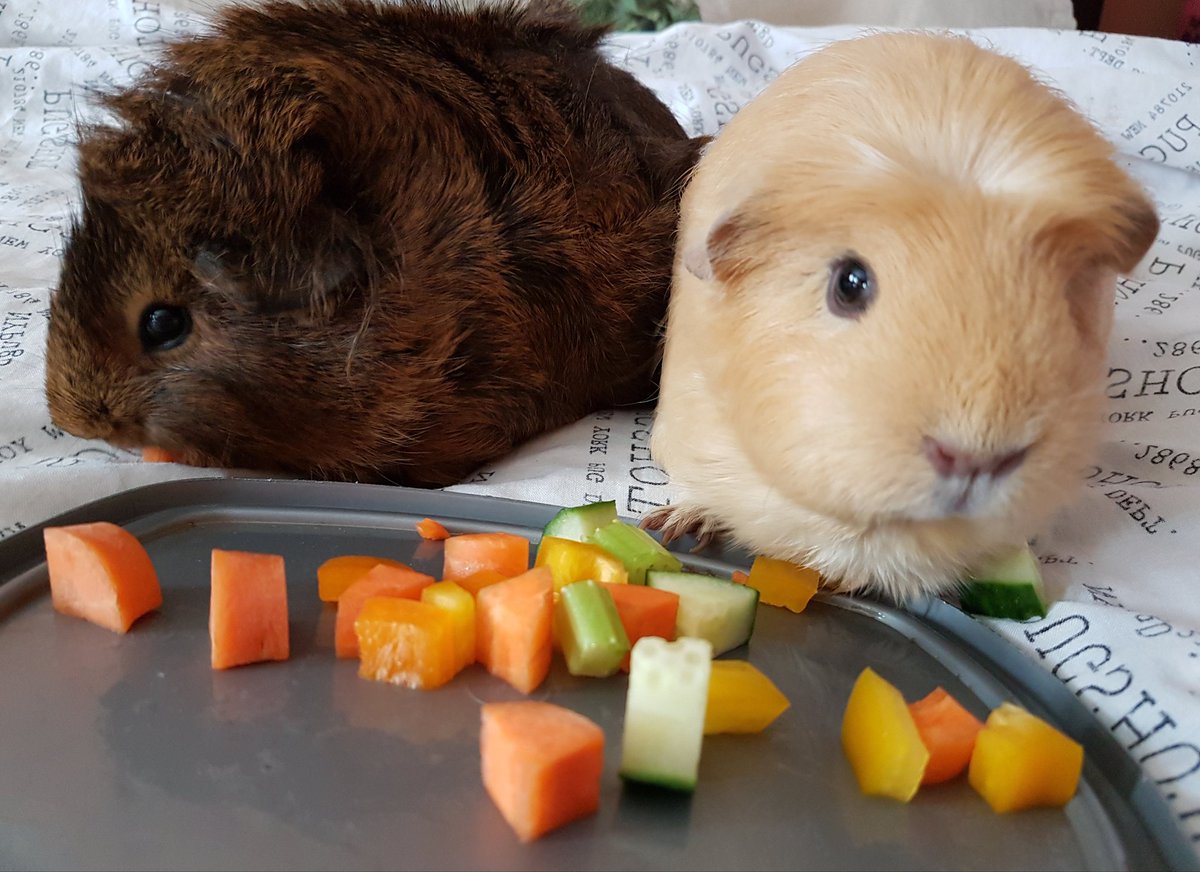 thepigposse's tweet photo. The girls, stuffing their faces as usual. 🙄😍😍👑
#guineapig #cavy #thepigposse #goldengirl #PossePrincess #2fatladies88 https://t.co/hAoaVbx4e4