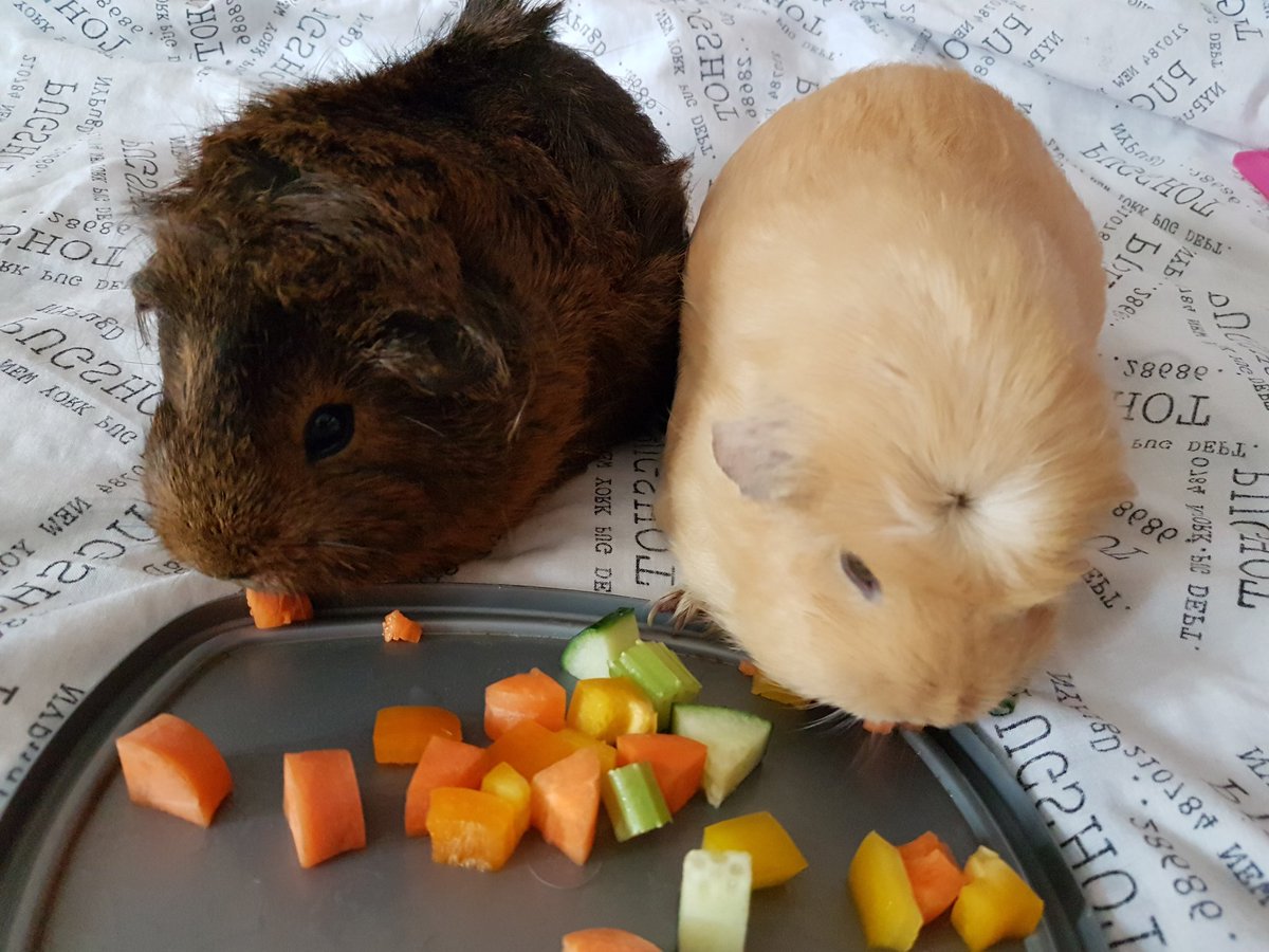 thepigposse's tweet photo. The girls, stuffing their faces as usual. 🙄😍😍👑
#guineapig #cavy #thepigposse #goldengirl #PossePrincess #2fatladies88 https://t.co/hAoaVbx4e4