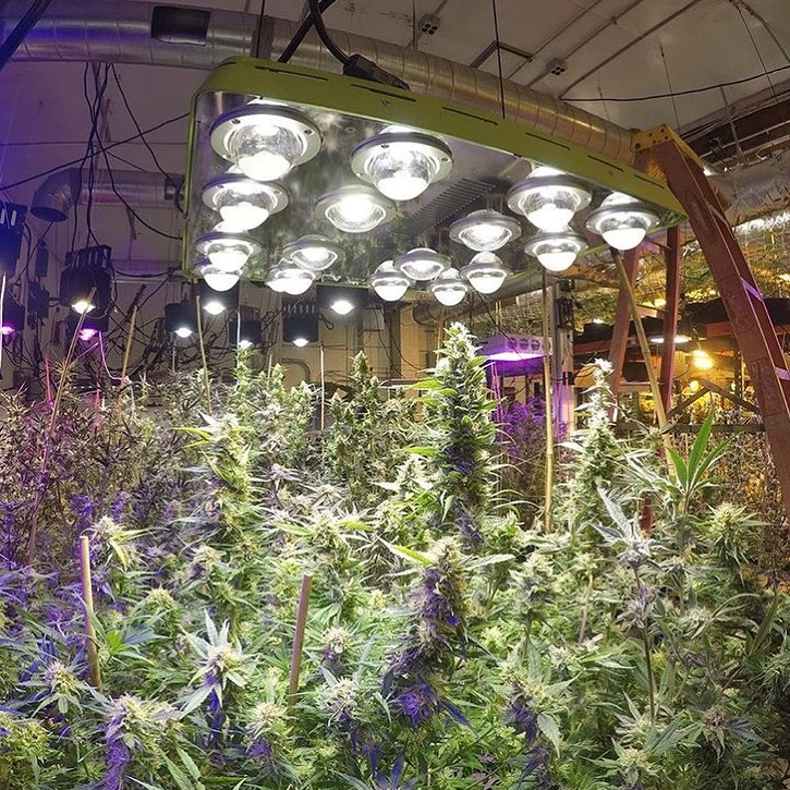 PerriDianna's tweet photo. 💡💡
Global hemp grow —————————————————————#weed #weedplant #purplehaze #stoned #dabarmy #joint #joints #blunt #blunts #bong #bonghits #dab #smoke #stoner #stonergirl #stonerlife #crossjoint #weedlover #raw #cone #smokeallday #haze #famous #stonergirl #stonergirls #model https://t.co/jaVXyAgPNF