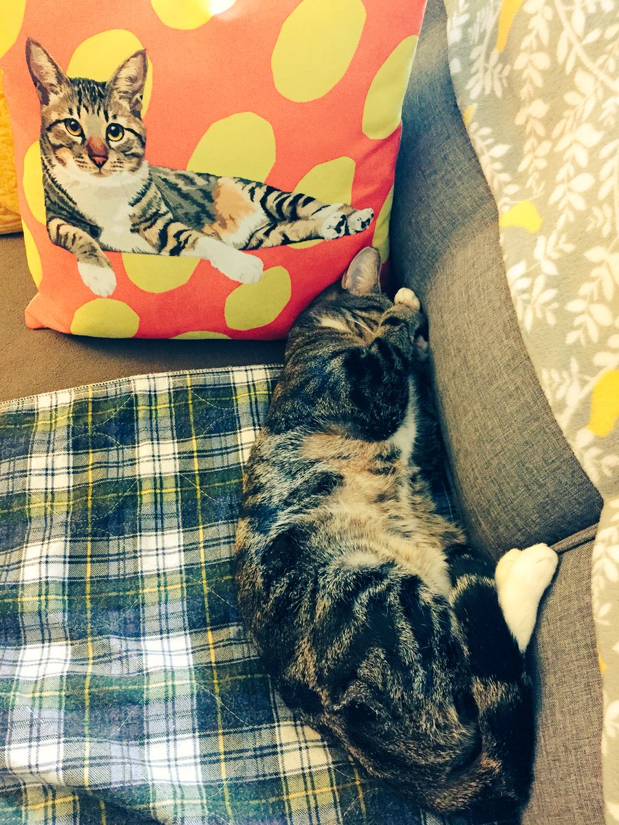 ClaudB4177's tweet photo. Koala assuming the usual “Meh, Monday.” position. Make it a great one! #MondayBroughttoYoubyKoala #KoalaCares #Hahaha #NoHeDoesNot #HeIsACat https://t.co/vTKt8p0Nth
