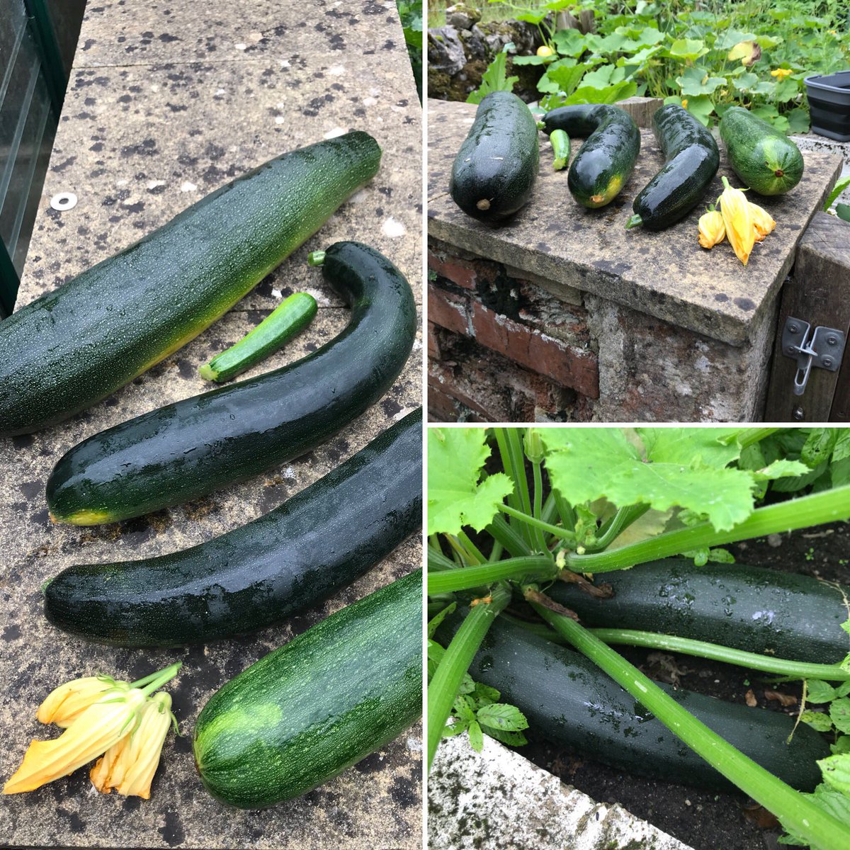 Look at these monsters!! Well done gardening club! The unexpected bonus to operation clean up. The pumpkins are coming along a treat too.