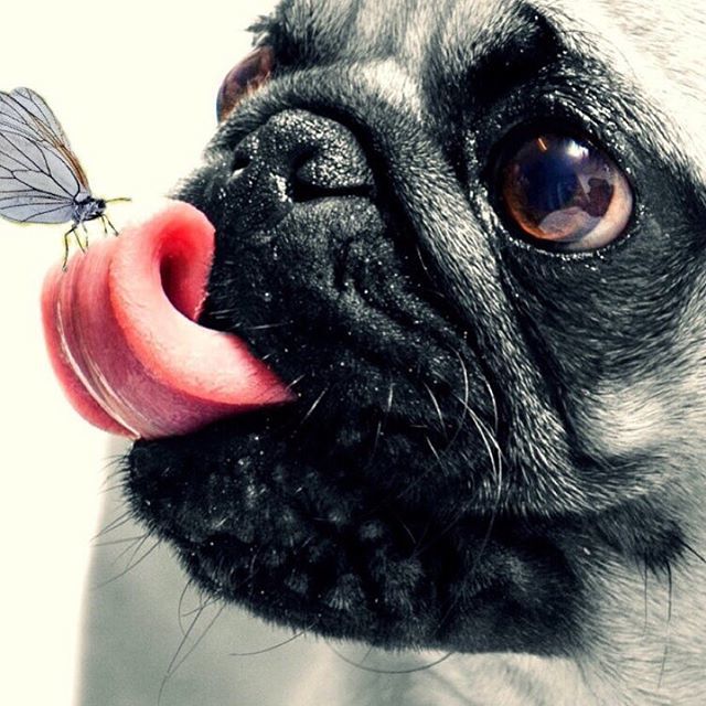 Happy Monday guys.  #mondaymotivation  #pugsofinstagram  #creativelife #bestwoof  #bestofetsy #dailydoseofcute ift.tt/2OSmlxw