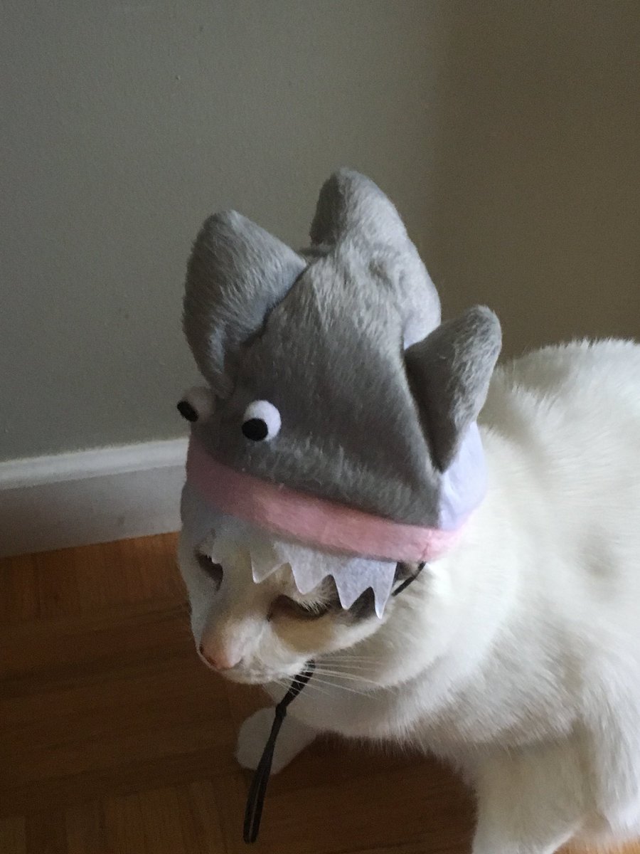 SharknadoClubIN's tweet photo. #sharknado #cat #sharkcat https://t.co/iwlnTSuKBP