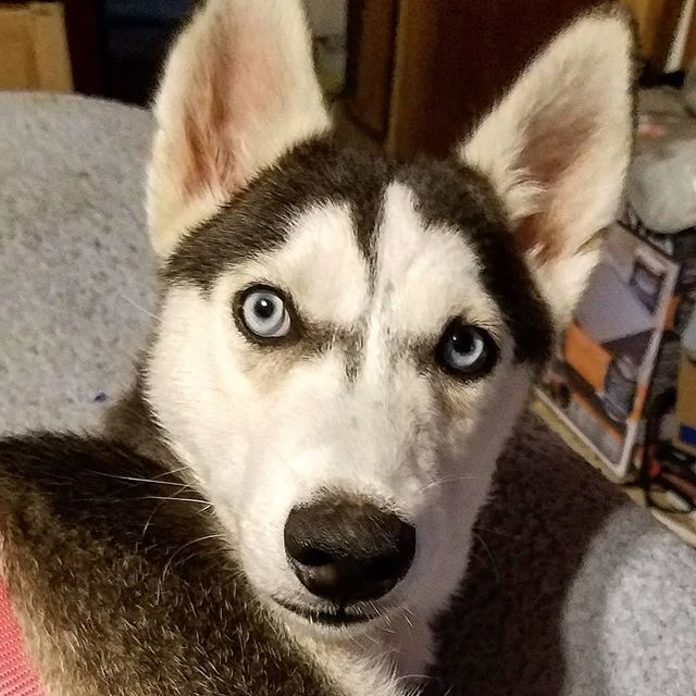 DebiTalks's tweet image. Meet Naomi. Isn't she so cute? She is the greatest addition to #OurWabiSabiLife. #pets #dog #puppy #pup #cute #eyes #dogs_of_instagram #pet #petstagram #dogsitting #dogsofinstagram #ilovemydog #instagramdogs #dogstagram #dogoftheday #lovedogs #lovepuppie… ift.tt/2N0EMzn