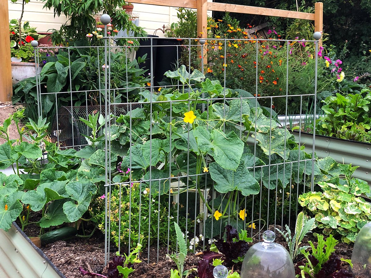 I used the pea fence from <a href="/Agriframes/">Agriframes</a> to grow peas up first, now it’s helping to control my cucumber and stop it swapping all my other crops! #pea #garden #growyourown #growypurownfood #allotment #summer #cucumber