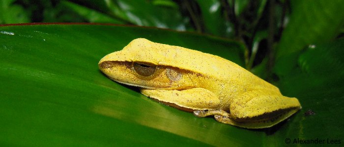 LancasterUni's tweet photo. Biodiversity research led by @LancsUniLEC's own Professor @JosBarlow is a must-read #LancasterLeads 🍃🐸
@NatGeo: https://t.co/biJZQFrwlK
@bbcbrasil: https://t.co/9fBfXssNm0 https://t.co/ZKxzvIaGgF