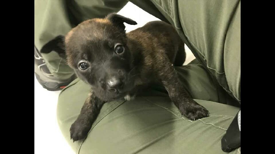 One more foster family needed for this future MWD! Requirements:
Live within 2 hours of Lackland AFB, TX.
No children under 5 in the home.
No more than 3 personal dogs in the home.
Fenced yard with 6 foot fence.
Email mwd.foster@us.af.mil if you are interested or have questions.