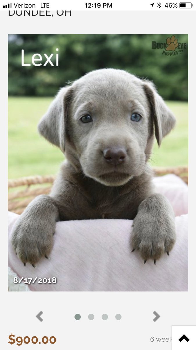 Don’t mind me just torturing myself looking at puppy’s for sale in Ohio... #ifeelpersonallyattacked