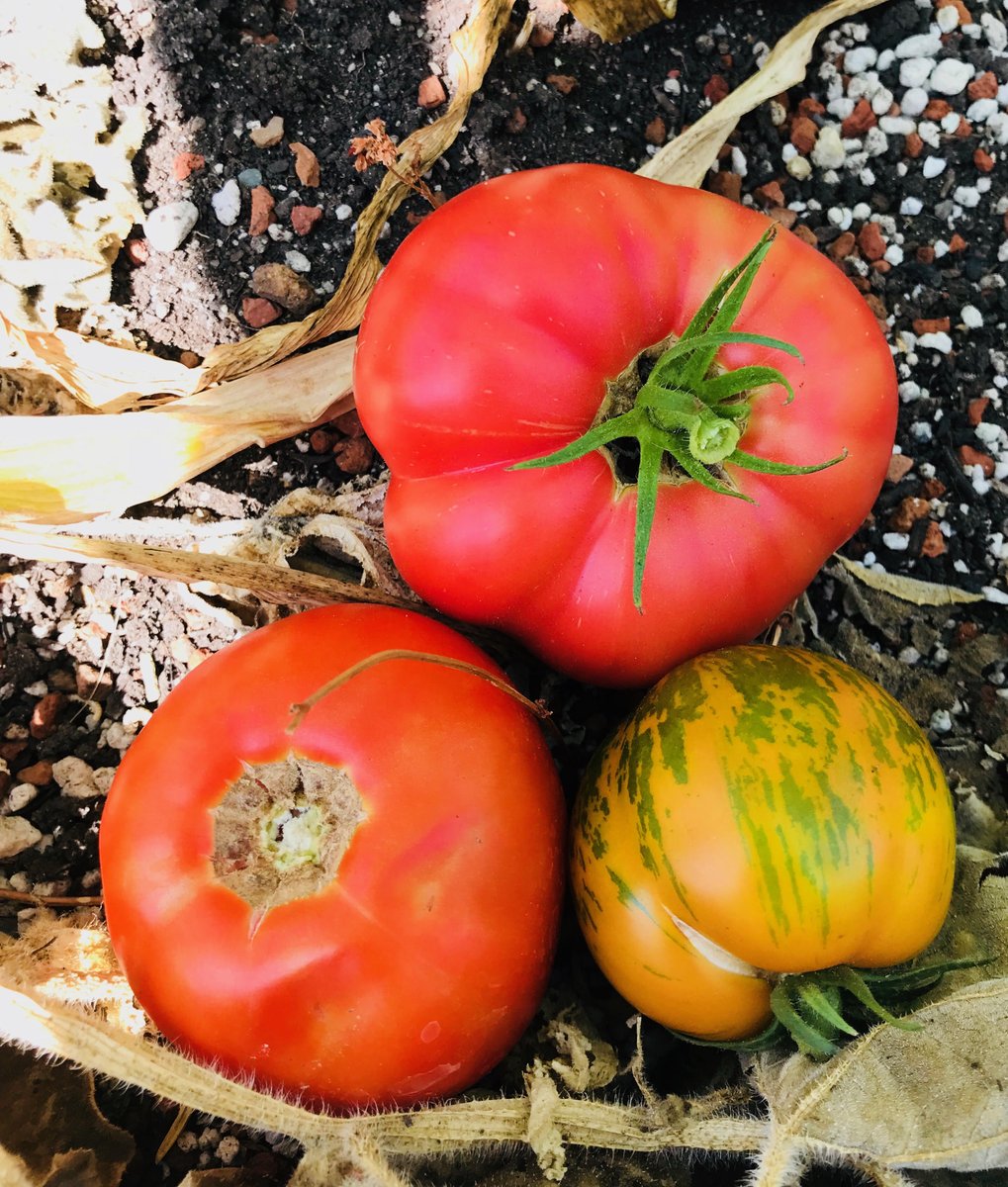 HOME GROWN TOMATOES 😍🍅💕 These juicy beauties were plucked from our on-campus garden! How should we EAT them?! 🤔😏 Photo by: Dr. Lauren Plant, Head of School • #WesterlyLB #WesterlyWildcats
