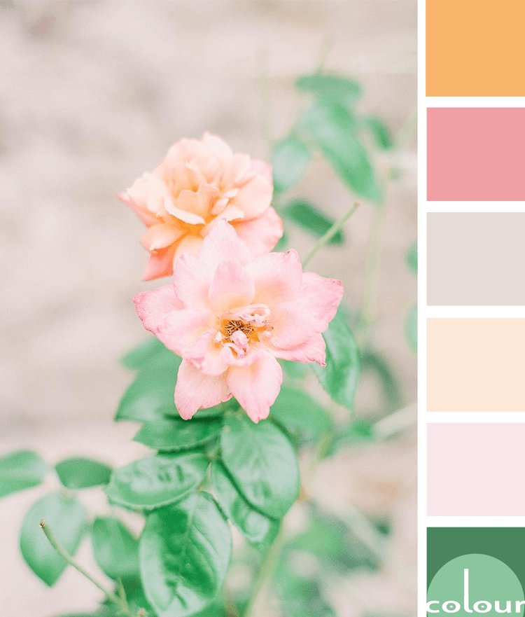 I have an absolutely gorgeous color palette to share with you today. The peach and pink combo is gorgeous but when you add in the lush green... oh my! 

See more of this palette on the blog today:  buff.ly/2BsyFCr