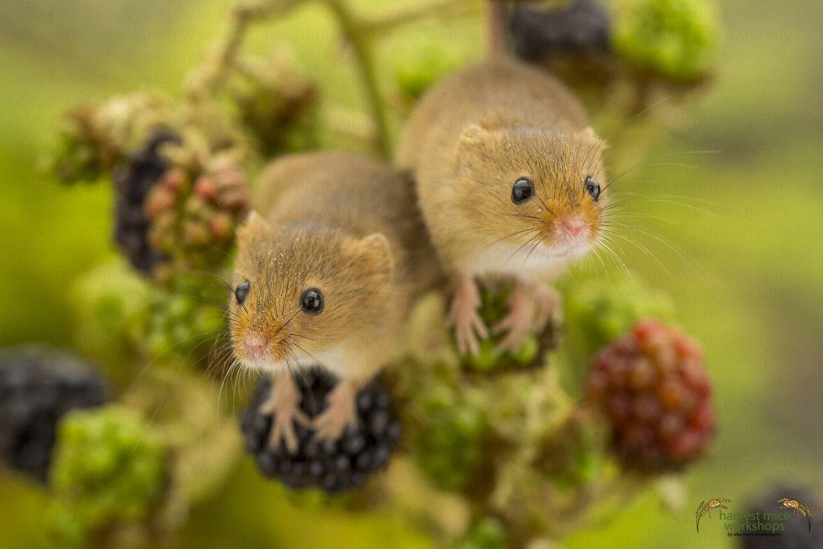 RT @littleowler87: Harvest Mice playing on blackberries nothing more to say just so cute :-) @wildlife_uk @WPPmagazine @YorksWildlife @SWNS @WildlifeMag @BBCEarth @BBCCountryfile @Dales_Life #harvestmice #nature #mammal #wildlife #harvestmouse #mammal #canon #macro #cute
