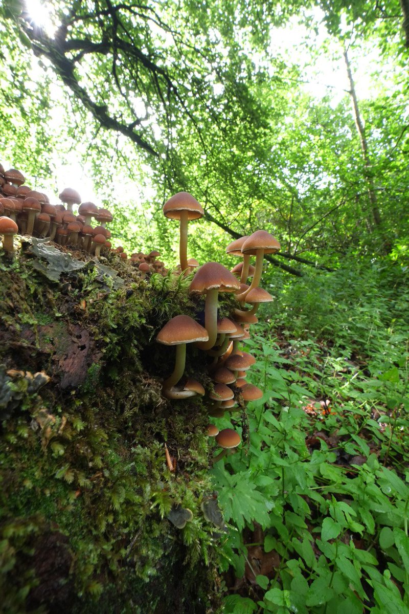 scotfot's tweet photo. all on one log! #fungi https://t.co/IkhxsQtUgL