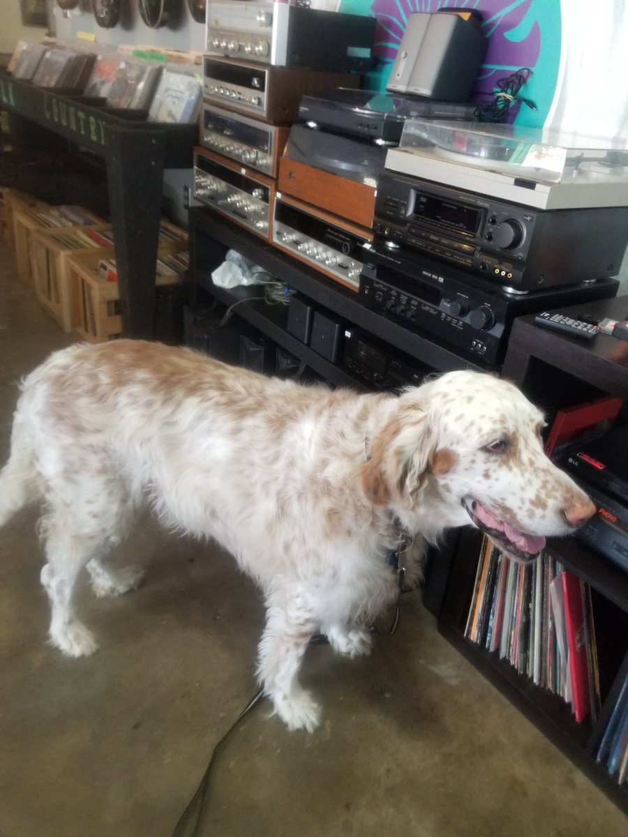 Deuce The Record Store Dog is ready to sell you some of the amazing records we have here @BrothersMusicKC. How can you say no to the best salesdog?! Come #supportlocal I'm here till 4 we close at 8. Vote for Brothers in @TheFastPitch awards thepitchkc.com/bestofkc18#// #bestofkc