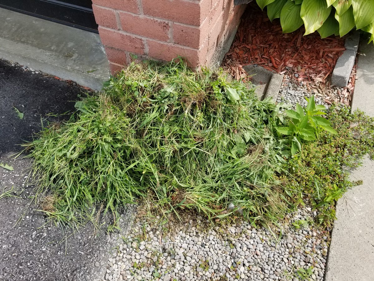 aperiddall's tweet photo. Dear weeds you have wrecked my nails and you and the bugs are killing my grass so piss off!!! #grassproblems #chinchbugs https://t.co/DEnoeSuyMj
