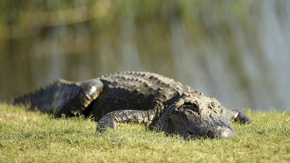 #BREAKING Woman killed in alligator attack while walking dog bit.ly/2Pmm6vo?utm_so… https://t.co/frpOS6EYij
