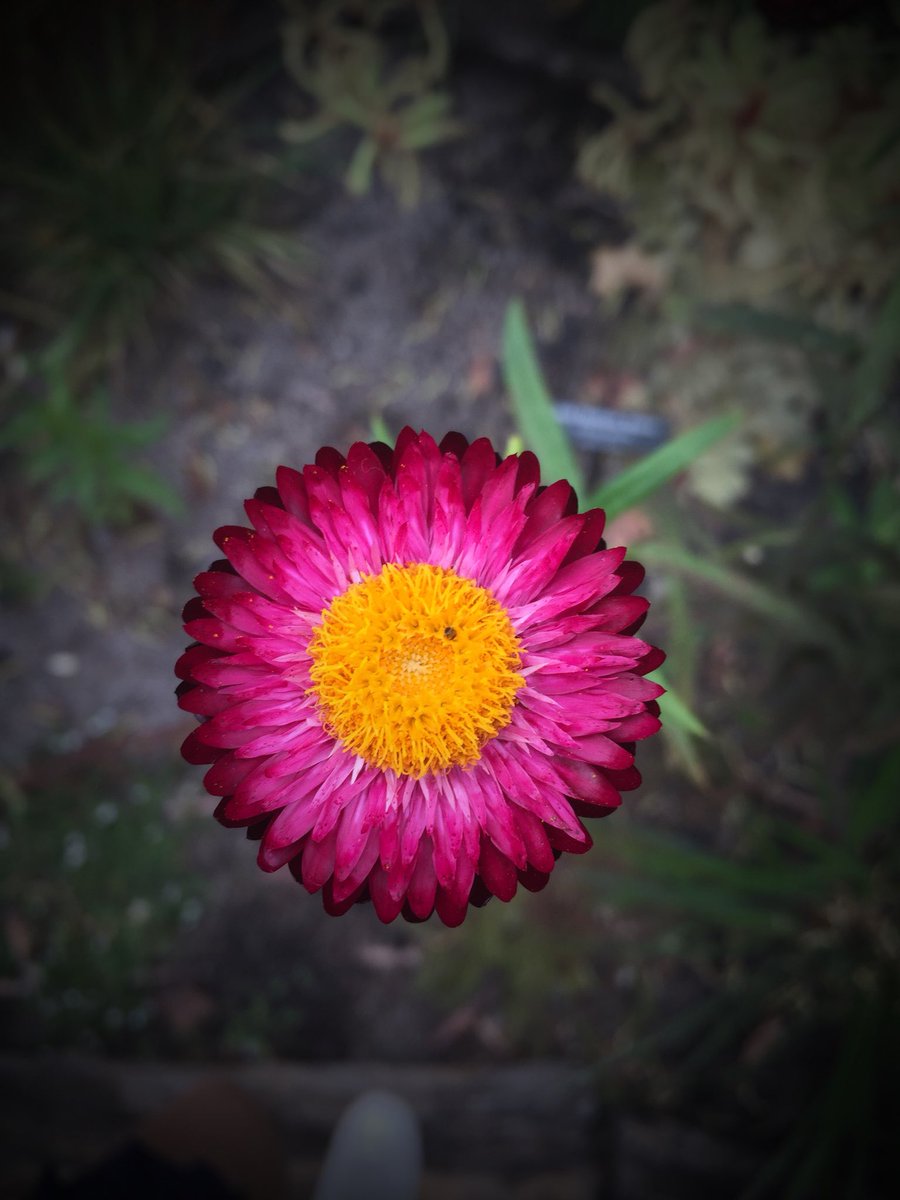 wilson4100's tweet photo. #edenprojectcomp #edenphotocomp https://t.co/sOqNEdLmJh