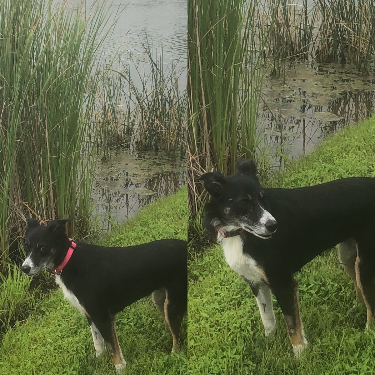 Goosedogs4Sale's tweet photo. Mama Britt is: A) Glad to be back at work again B) Glad the puppies are weaned C) Glad she got spayed or D) All of the above #nomorebabies #idratherbeworking #workingbordercollie https://t.co/qdtac8vTVx