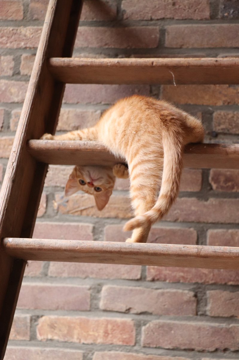 Is dit nou #omdenken of ondersteboven denken ? 🐱  Doe eens gek en bekijk het eens van een andere kant