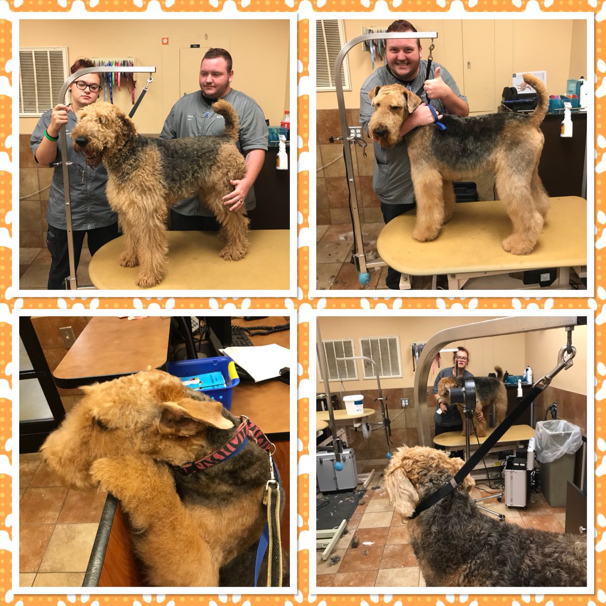 Just an Airedale sort of day in Academy! #StandOut #Airedale #TraineesRock #GroomingAcademy #TerrierTime