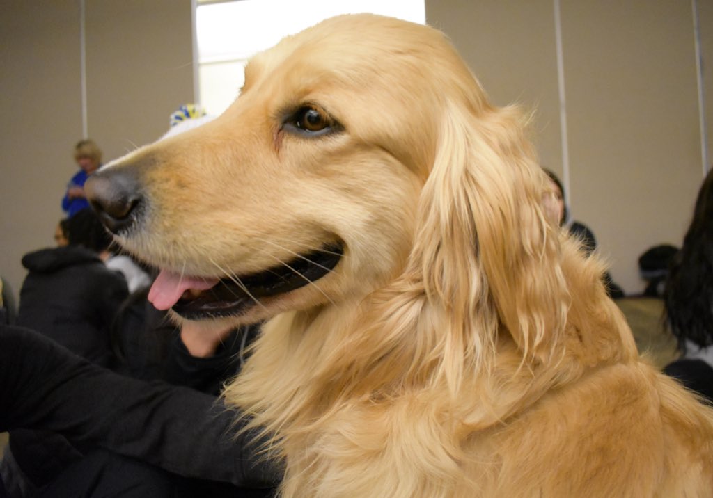 DogsOnCall's tweet image. Welcome to @VCU, freshmen! We’re your resident furry fan club, the Dogs On Call therapy dogs. We already know that you’re going to have a pawesome semester and we just can’t wait to meet all our new friends!

#CourageousLikeCricket #VCU #VCUWelcomeWeek 
Photo by Jeff Nguyen
