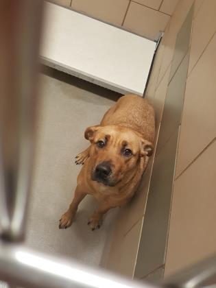 PRINCESS,#39433446, 1 YR OLD SHEPHERD was surrendered at Mesquite,TX Kill Shelter near Dallas. 972-216-6283 rescues@cityofmesquite.com. She is very scared and shy. Owner said she needed too much attention :-( RETWEET TO SAVE HER!