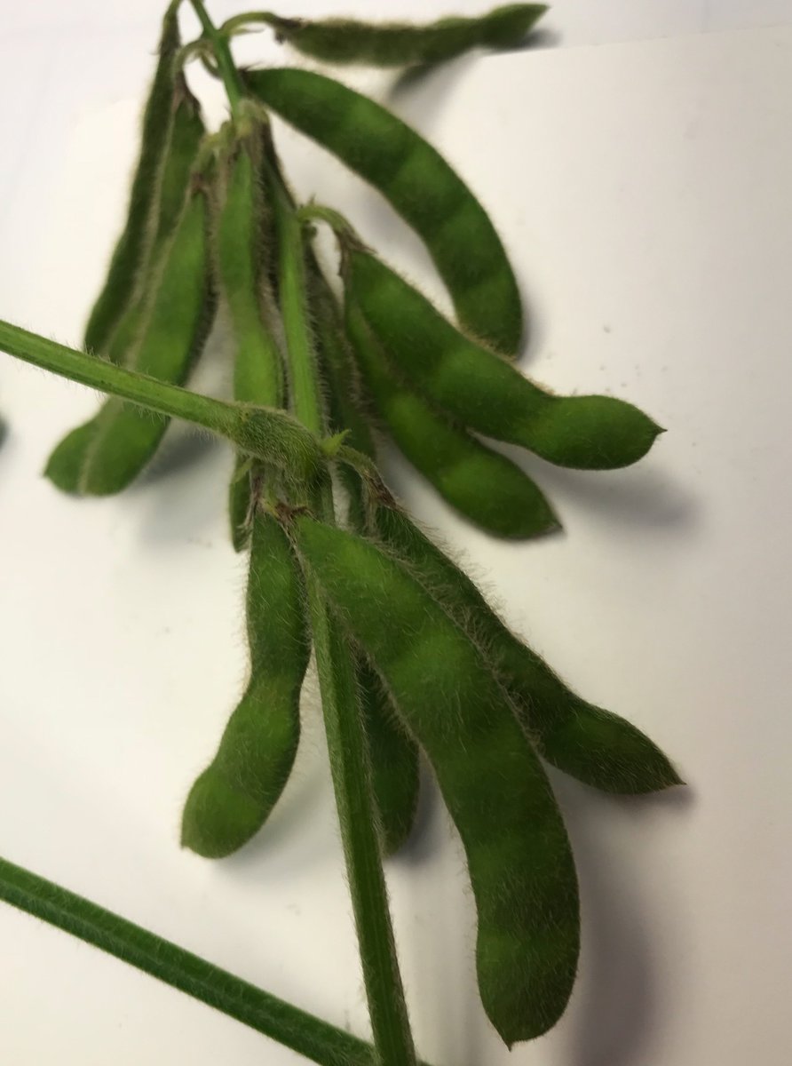 Not one, but TWO five bean pods on top of this experimental natto!  Hoping it finishes well.