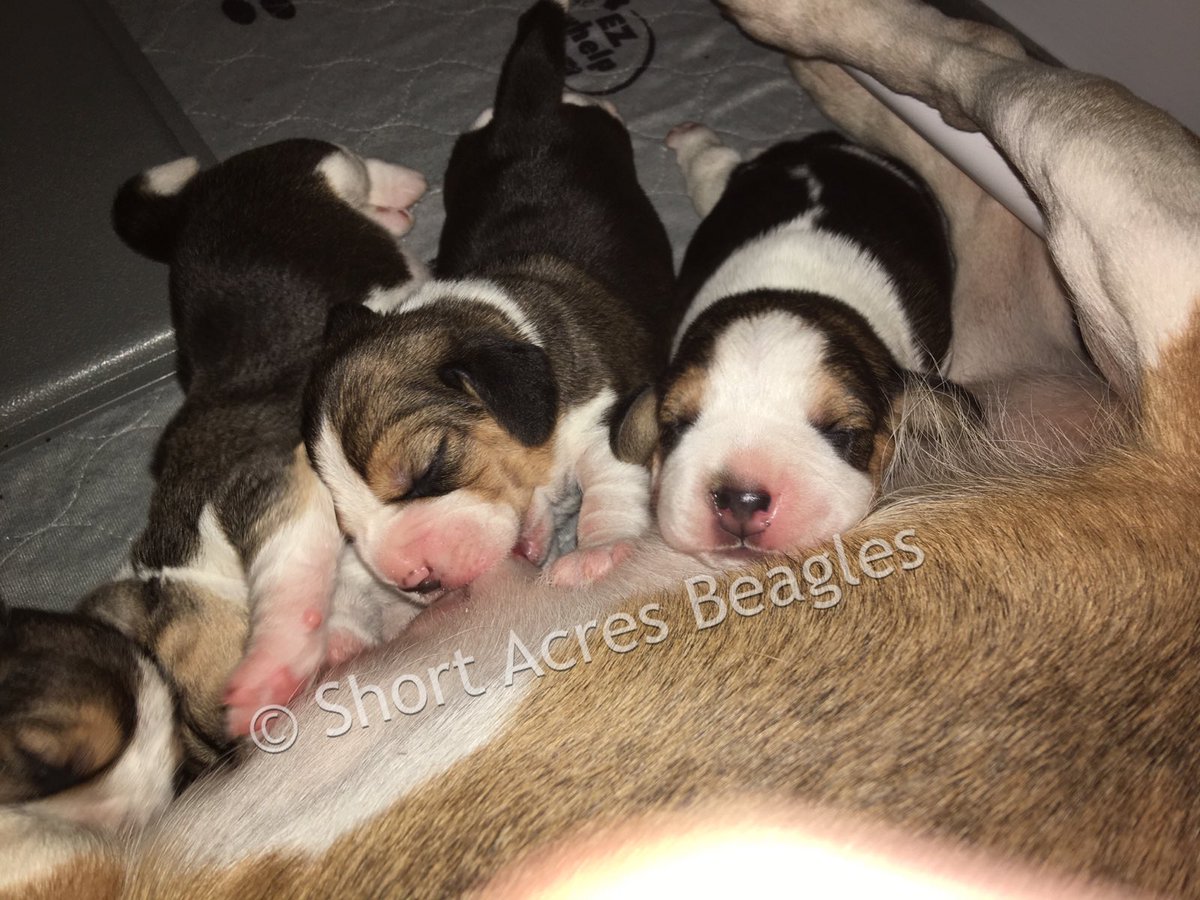 Beagle Puppies (10 Days old) 🐶 #beagle #beaglepuppies #beaglelife #beaglesofinstagram #shortacresbeagles