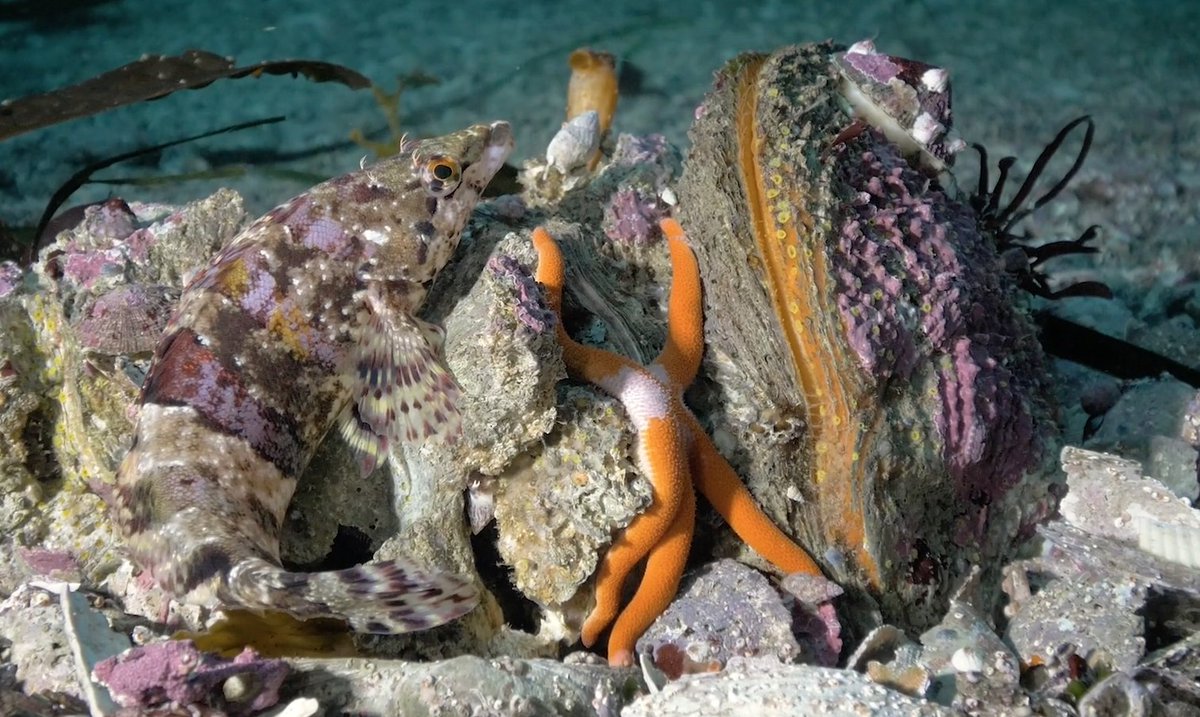 HakaiInstitute's tweet photo. Has anyone seen our painted greenling? 

We lost the fish while working on a video about marine camouflage. https://t.co/7qWQGdRA9p
