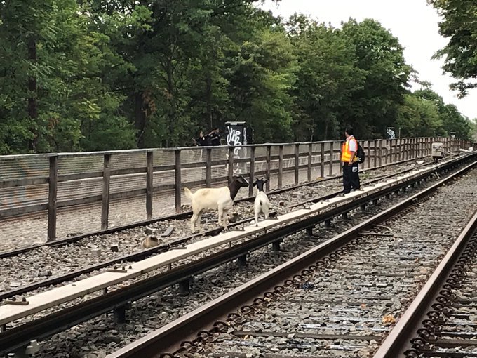 theKONGLIST's tweet image. — ONLY IN NEW YORK SH*TTY — #MTA #NTrain #IBahNewYork #NewGoatCity