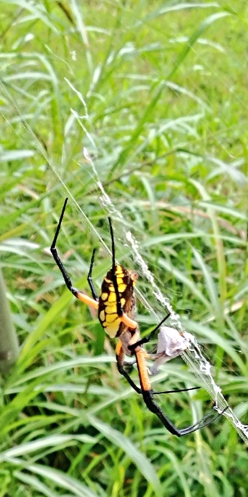 Around lunch we mapped the Chesapeake Bay watershed (the James River is VA's largest tributary), checked out the new <a href="/JRAvirginia/">James River Assoc</a> bunkhouse and watched a colorful orb-weaver spider wrap its prey. Students would love this place! #oneccps